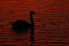 David Plant Photography - Wildlife Photographer - Mute swan at sunset - J